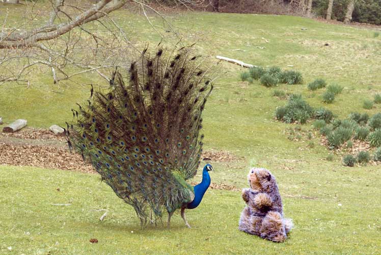 Marmite and peacock